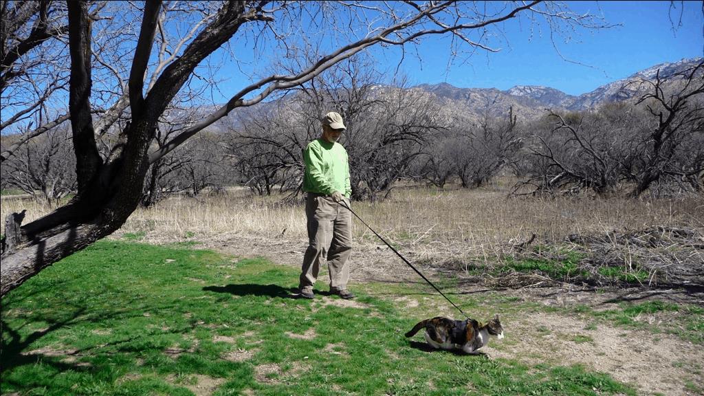 Hans walking Rosie the cat on a leash in a pet friendly campground while they travel in an RV