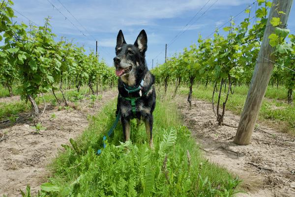 Top 10 Pet Friendly Road Trips for Fall