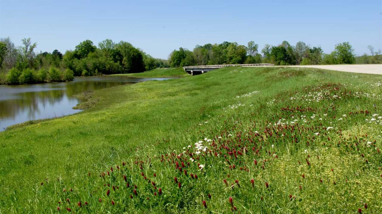 Wildflowers - Natchez Trace Parkway