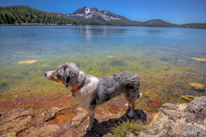 Sora the dog on the pet-friendly trail at Paulina Lake near Bend, Oregon