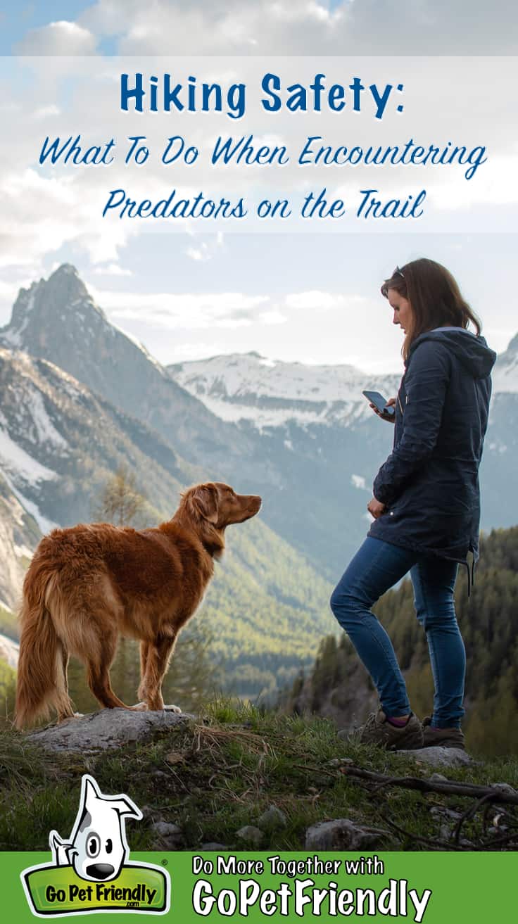 Woman with a dog in the mountains. Autumn mood. Traveling with a pet. Nova Scotia Duck Tolling Retriever