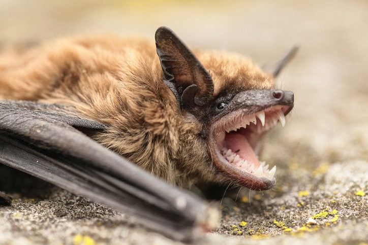 bat showing teeth while laying on the ground on a bright day