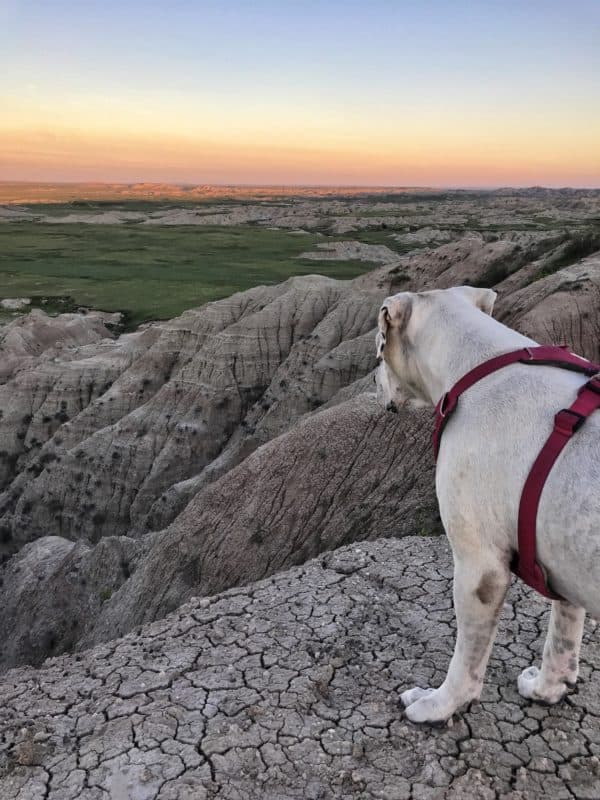 Dogs and the National Grasslands of America