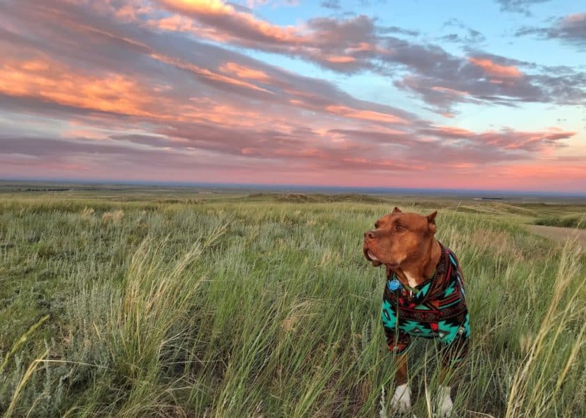 Dogs and the National Grasslands of America