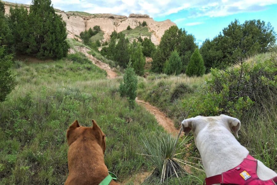 Dogs and the National Grasslands of America