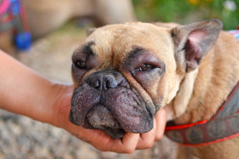 French Bulldog with a swollen face After Being Stung By A Bee