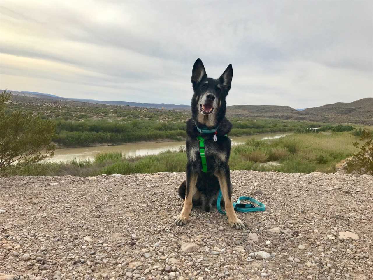 German Shepherd Dog by the Rio Grande River in Big Bend National Park, TX