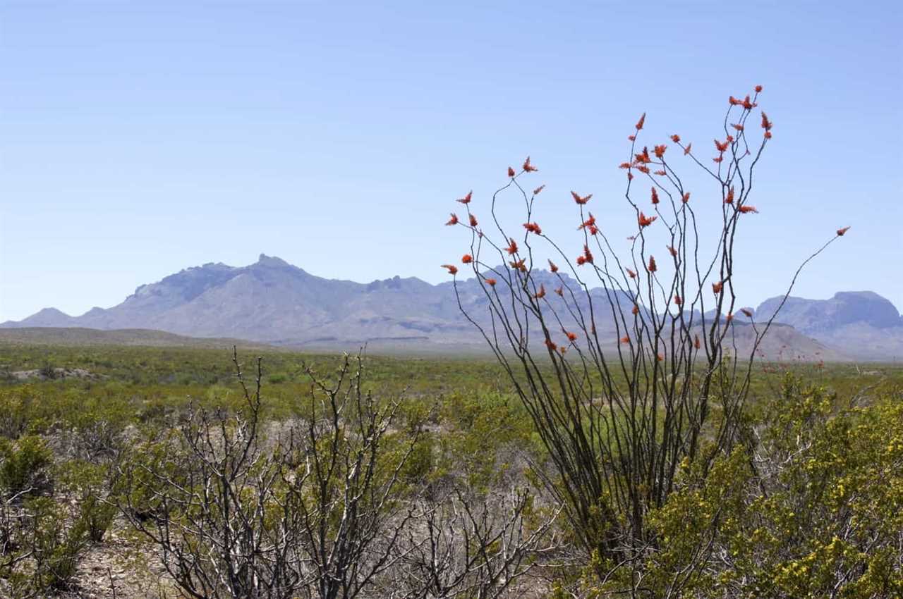 Big Bend National Park - TX