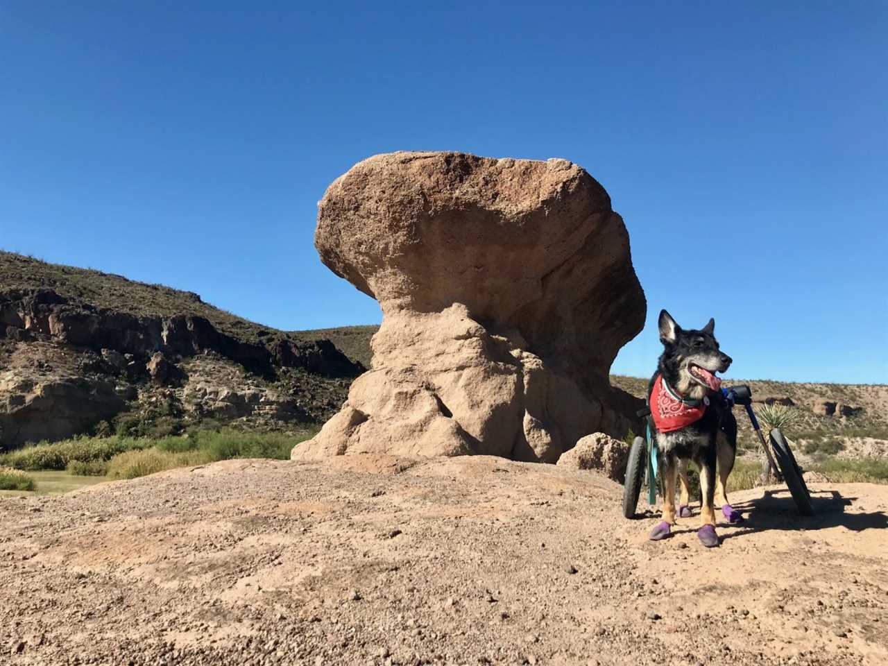 Dog on the pet friendly Hoodoos Trail in Big Bend Ranch State Park, Texas