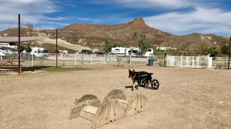 German Shepherd Dog in the dog park at Maverick Ranch RV Park in Lajitas, Texas