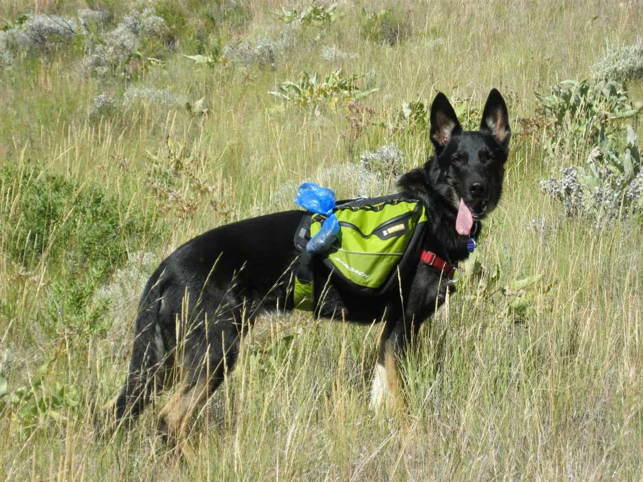 Buster Hiking