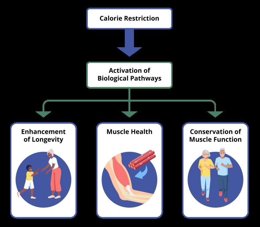 Calorie restriction in humans builds strong muscle and stimulates healthy aging genes – NIA