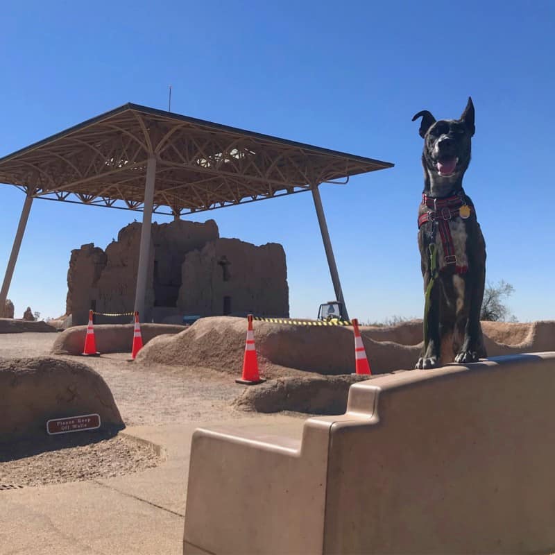 Brindle dog posing with the Great House in the background at Casa Grande Ruins National Monument in Arizona