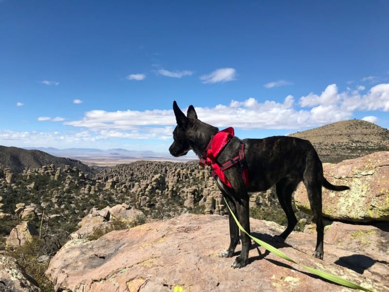 Brindle dog looking at view from Massai Point in Chiricahua National Monument in Arizona