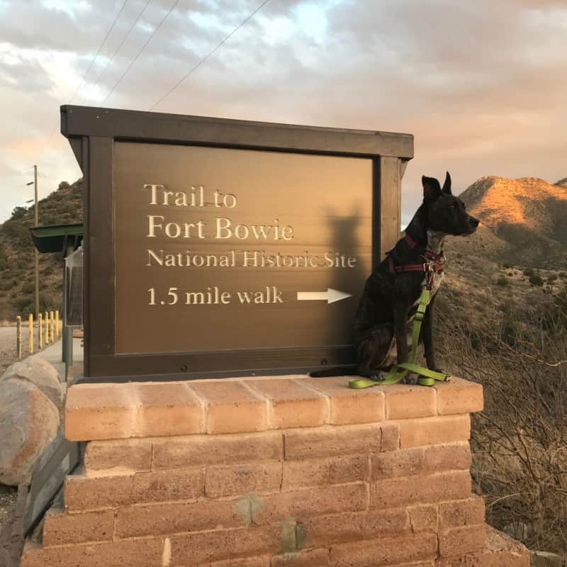 Brindle dog sitting next to a sign for Fort Bowie National Historic Site near Tucson, AZ