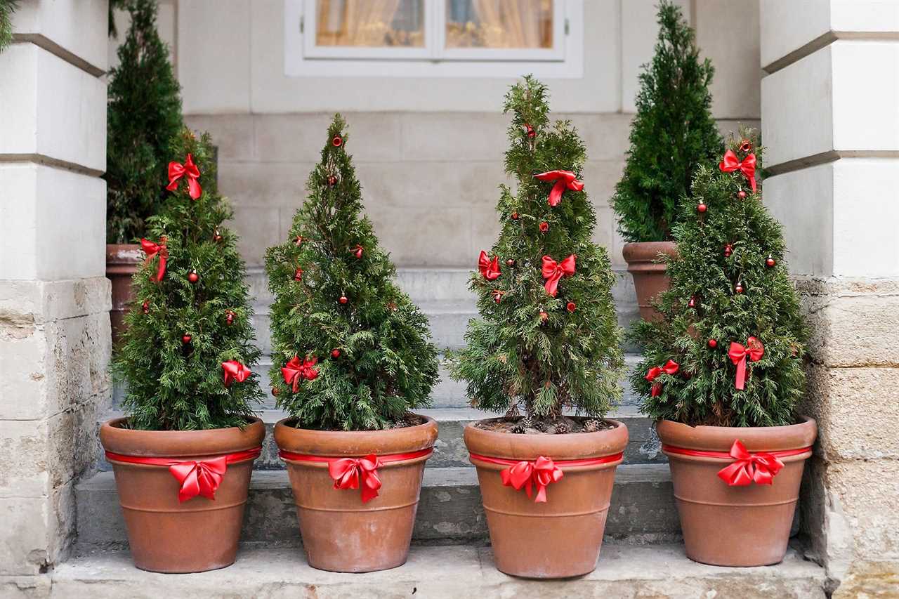 small christmas trees in pots on a front porch