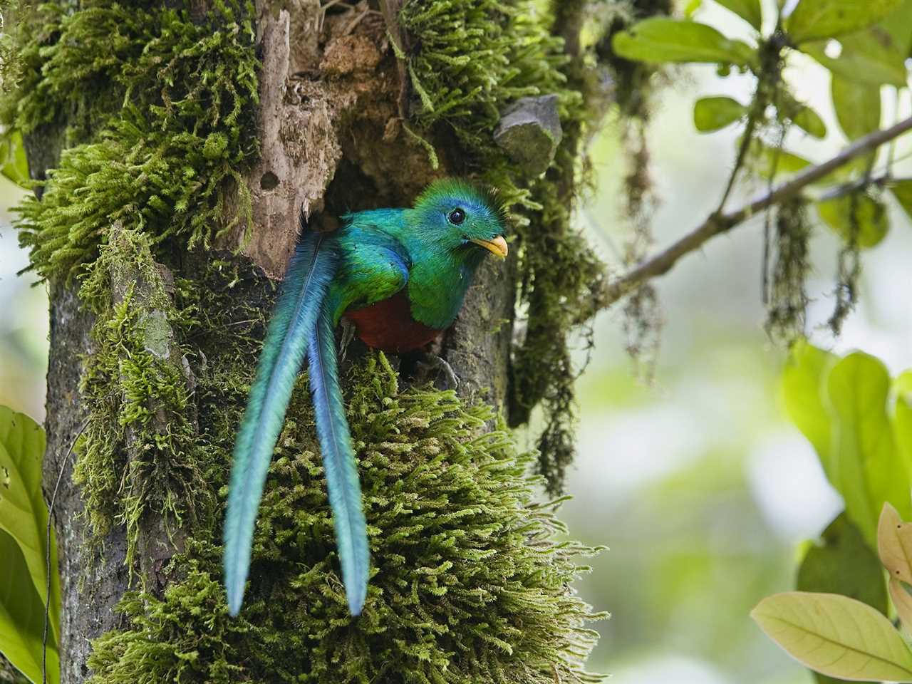 Wildlife in Guatemala - Respendent Quetzal