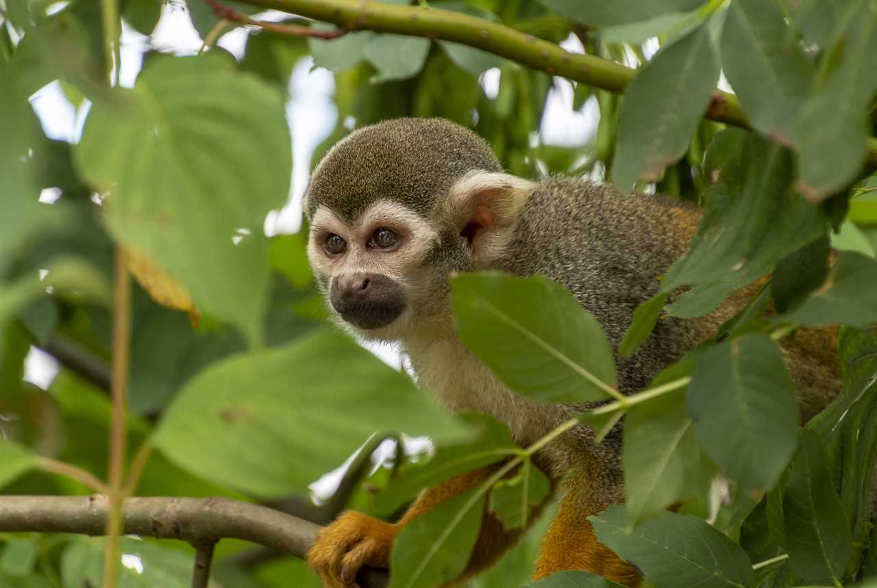 Animals of Guatemala - Spider monkey