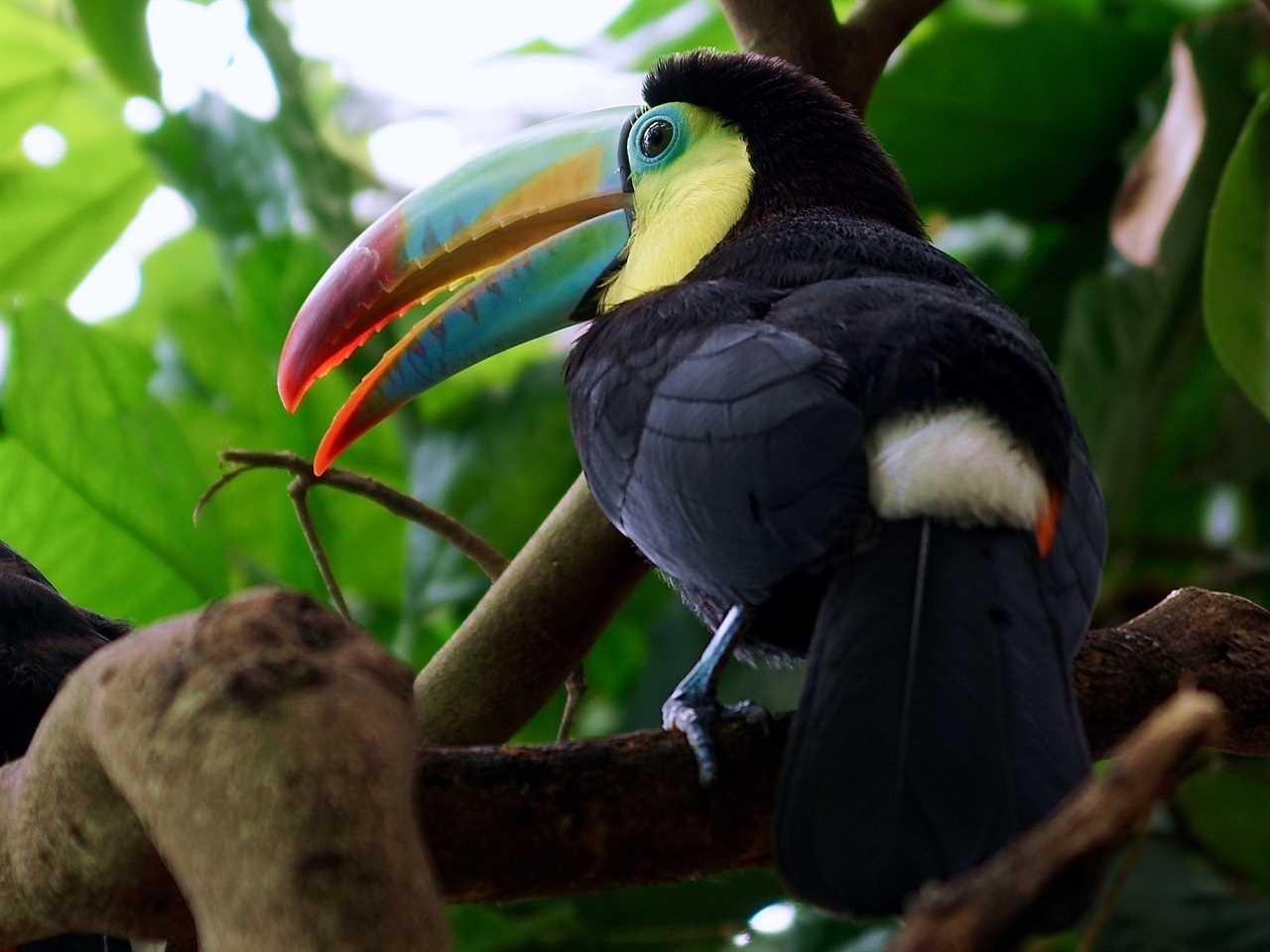 Animals in Guatemala - Toucan