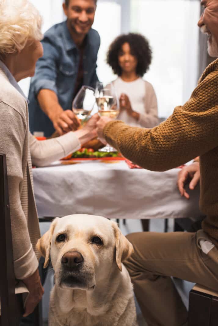 Yellow lab dog in front of table with people toasting.