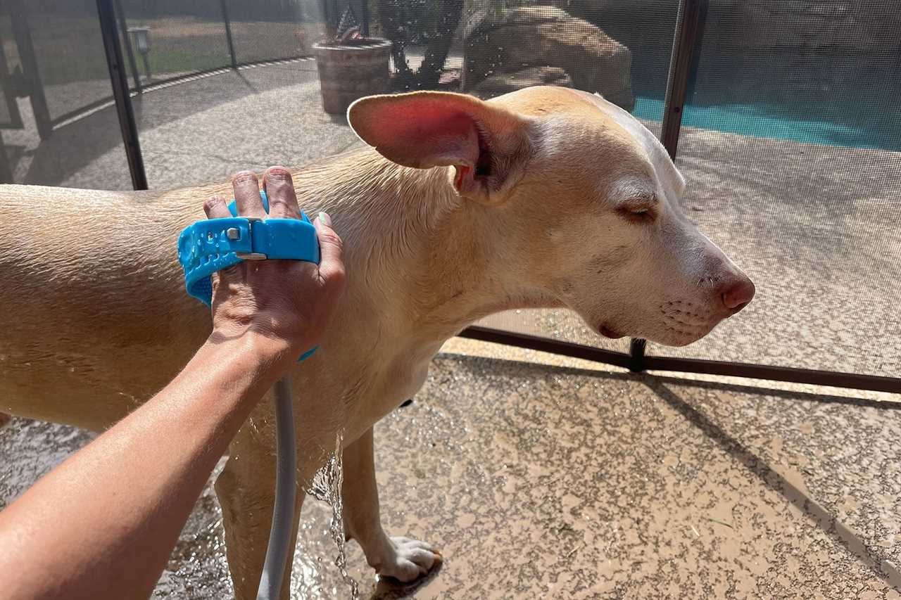 Dog Ernie Bathing outside 