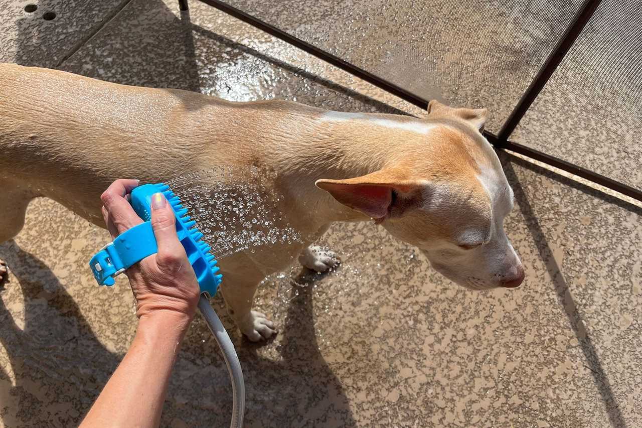 Rinsing the dog outside