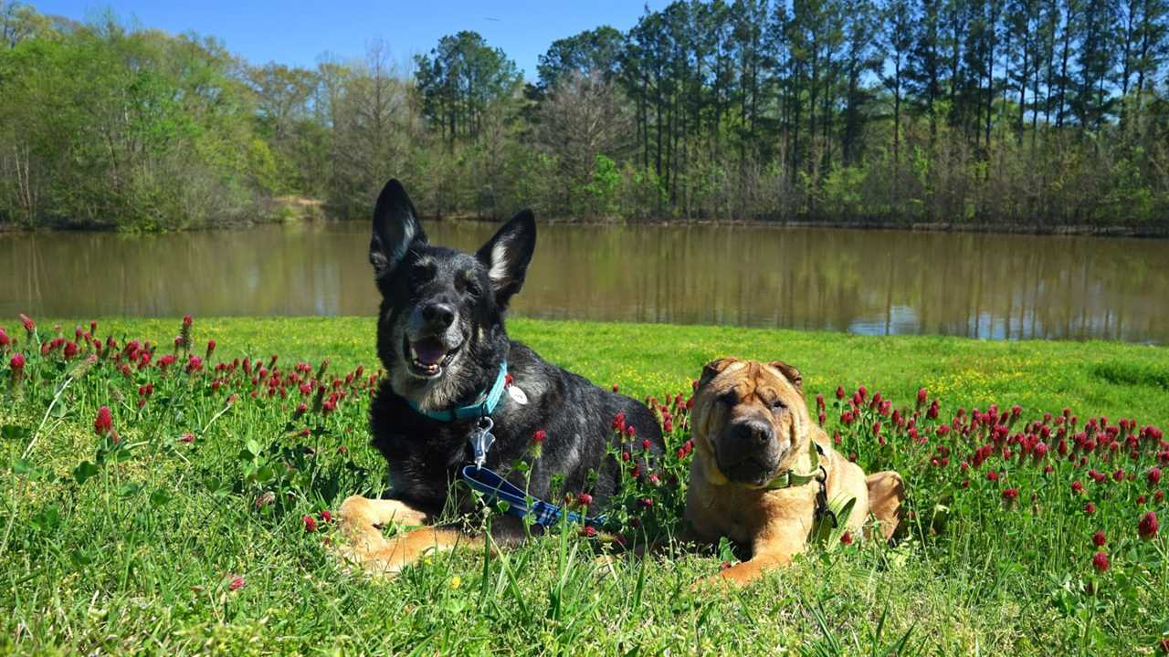 Mississippi's Top Pet Friendly Attraction: The Natchez Trace | GoPetFriendly.com