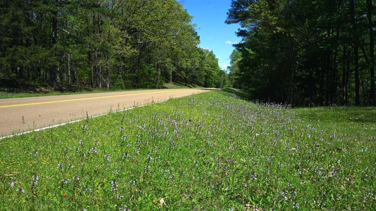 Mississippi's Top Pet Friendly Attraction: The Natchez Trace | GoPetFriendly.com