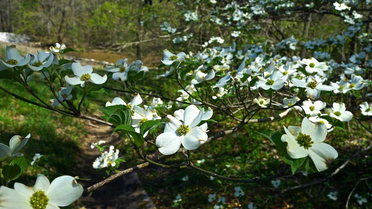 Mississippi's Top Pet Friendly Attraction: The Natchez Trace | GoPetFriendly.com