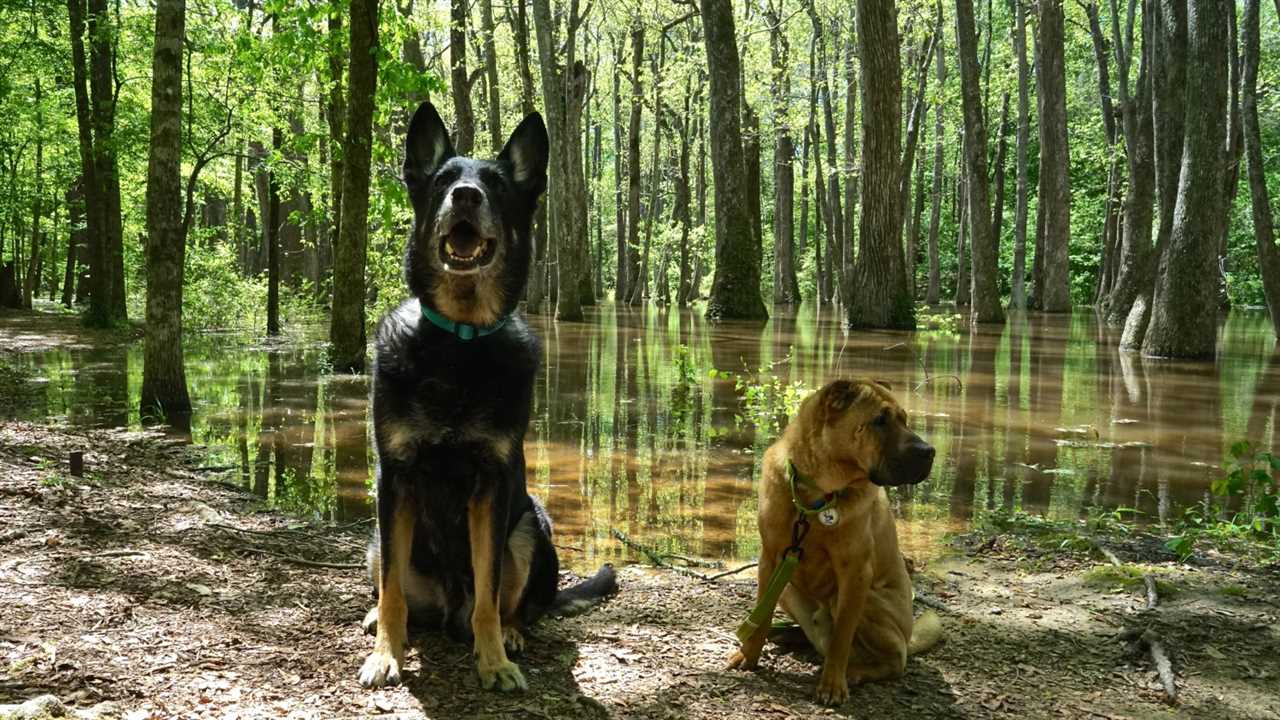 Mississippi's Top Pet Friendly Attraction: The Natchez Trace | GoPetFriendly.com