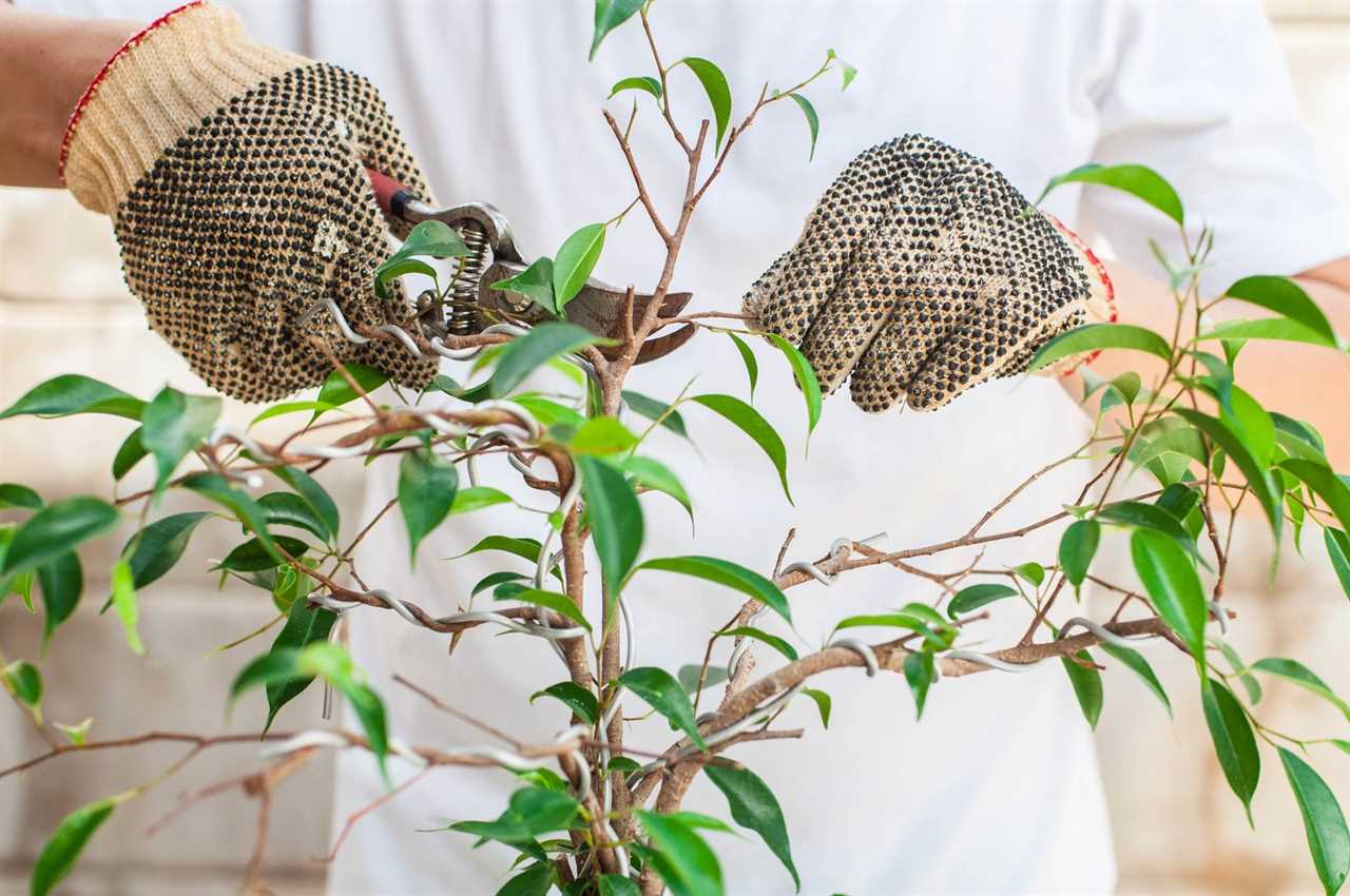 A young Southeast Asian man is pruning a bonsai tree