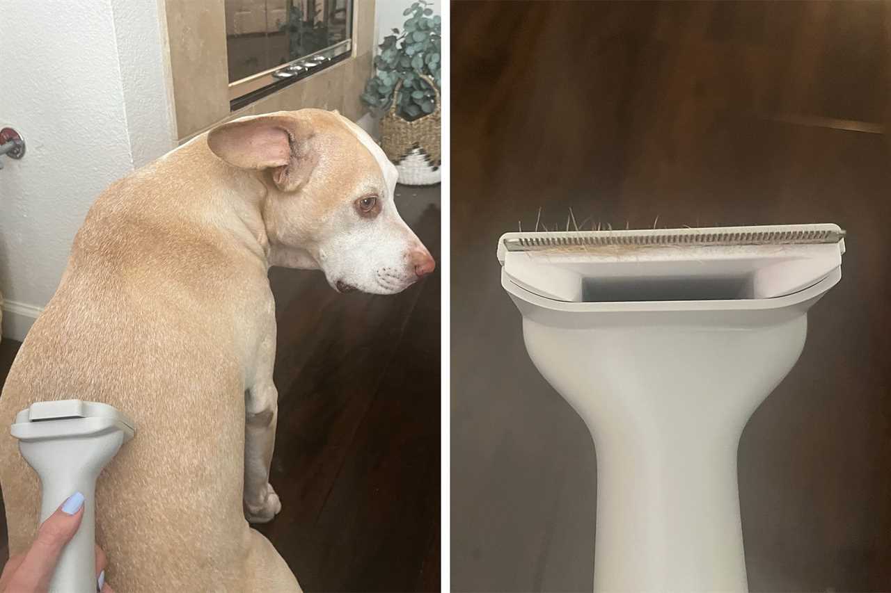 Dog and dog hair trimmer