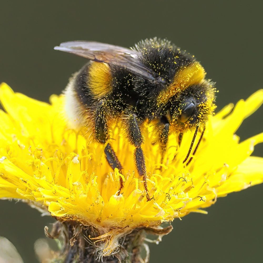 Close Up Of a Bumble Bee, covered in Pollen, On Yellow Flower