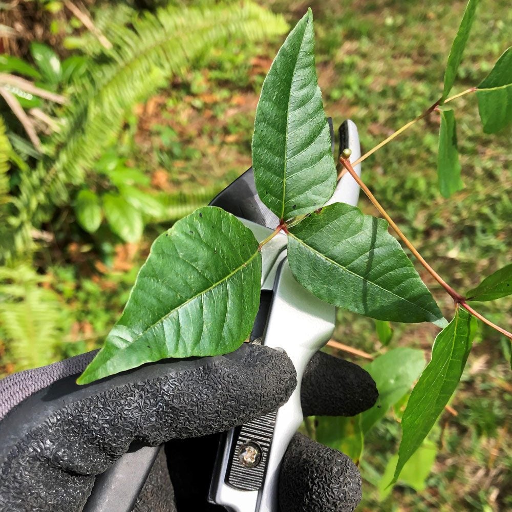 Hand In Glove With Pruner Cutting Poisons Ivy Plant