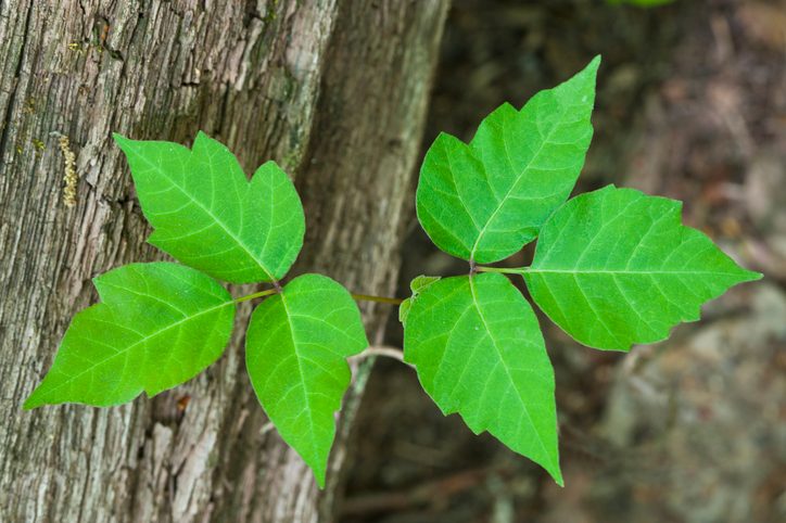 Poison Ivy (Rhus radicans) a poisonous plant pictured growing on a log in the forest