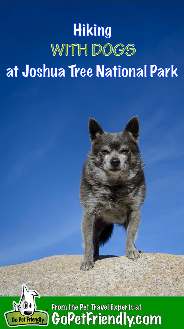 Small black and grey dog standing on a rock along a dog friendly hiking trail at Joshua Tree National Park