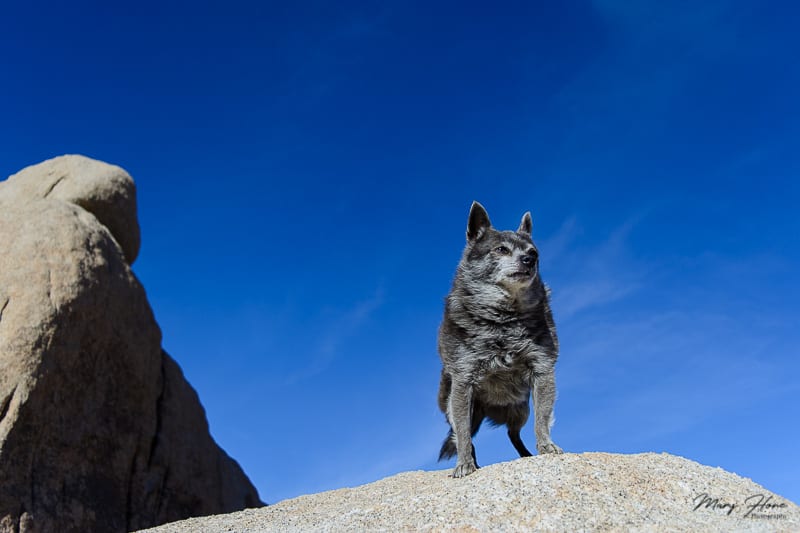 Hiking at Joshua Tree National Park with Dogs | GoPetFriendly.com