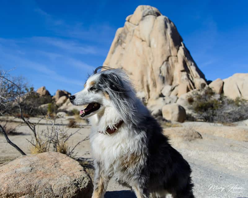 Hiking at Joshua Tree National Park with Dogs | GoPetFriendly.com