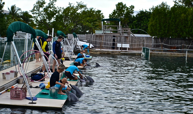 trainers and dolphins at key largo swim with dolphins 