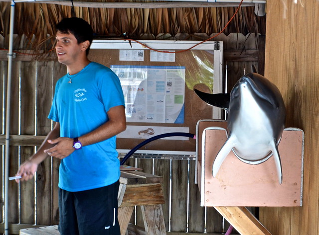 learning about dolphins before swimming with dolphins key largo fl 