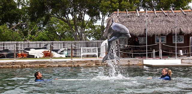 swimming with dolphins at key largo