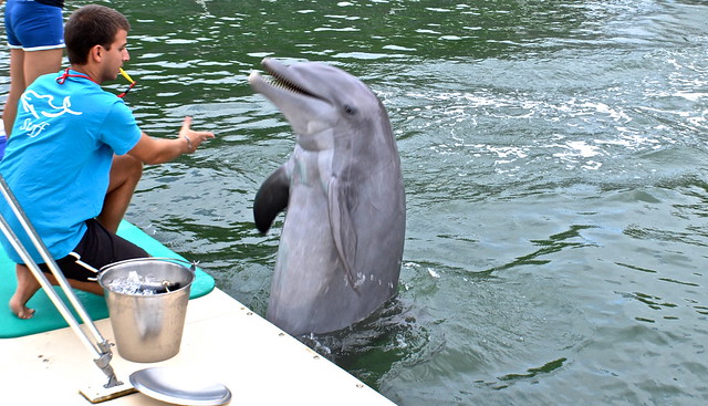 trick with trainer at dolphins plus key largo