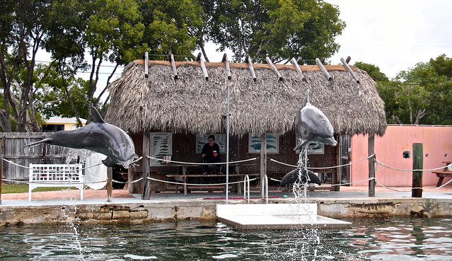 dolphin jumps at dolphin swim key largo 