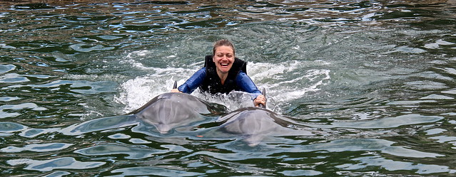 holding onto dolphins while swim with dolphins key largo florida 