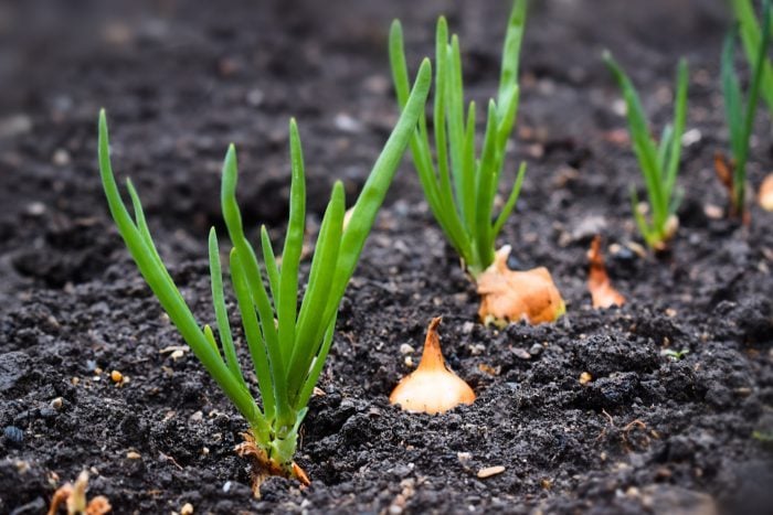 Young onions growing in the garden