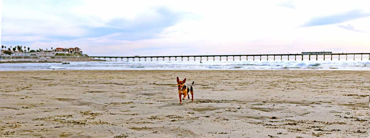 Top Dog Beaches in San Diego | GoPetFriendly.com