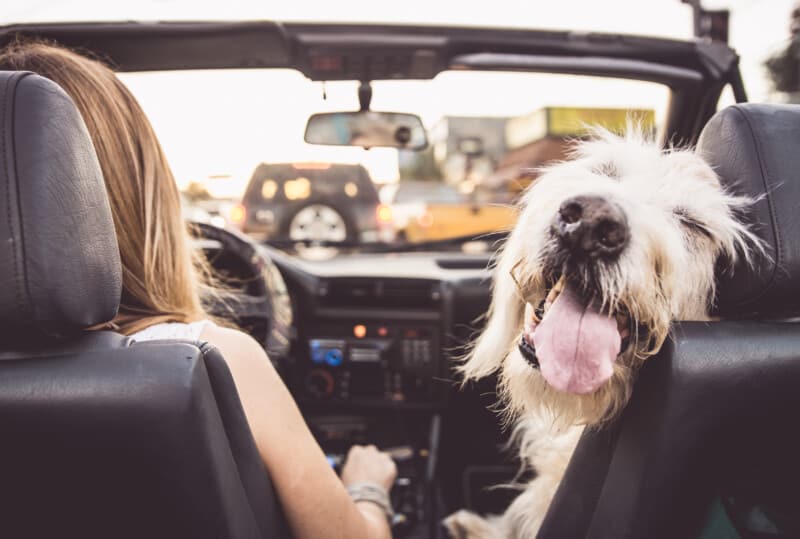 Dog in front seat in line at drive-in movie