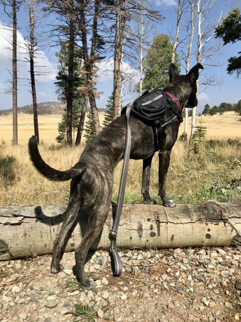 Brindle dog in Sleepypod Terrain Harness with Terrain Pack