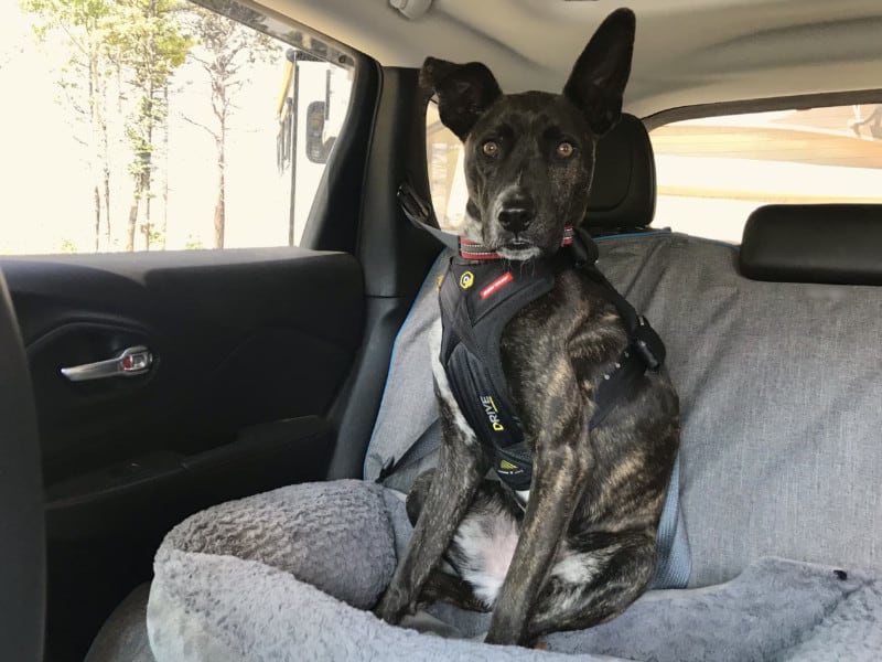 Brindle dog in a crash-tested dog harness from EzyDog