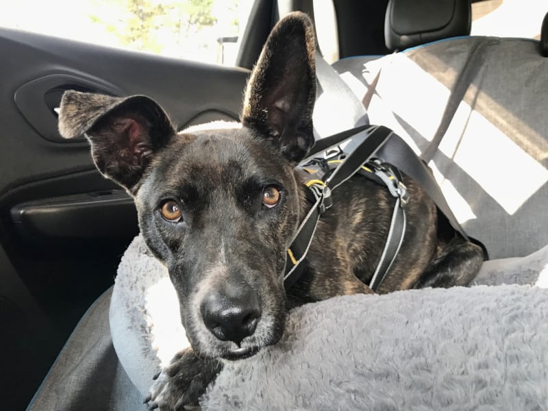 Brindle dog buckled up in the car in a crash-tested dog harness from Kurgo